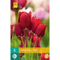 Tulp Fiery club 5 bollen