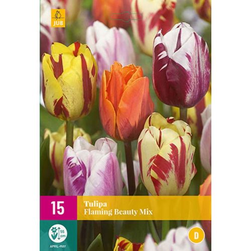 Tulp flaming beauty mix 15 bollen