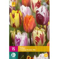 Tulp flaming beauty mix 15 bollen