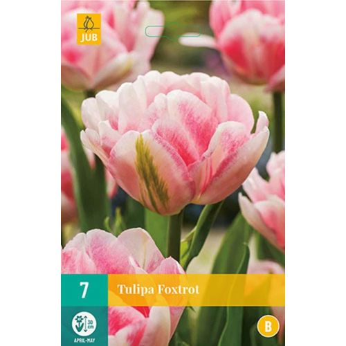 Tulp Foxtrot 7 bollen - afbeelding 1