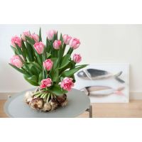 Tulp Foxtrot 7 bollen - afbeelding 2