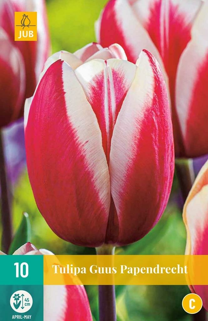 Tulp Guus Papendrecht 10 bollen