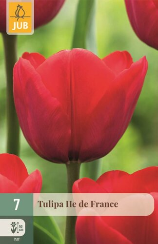Tulpenbollen triumph ile de france 7 bollen - afbeelding 1