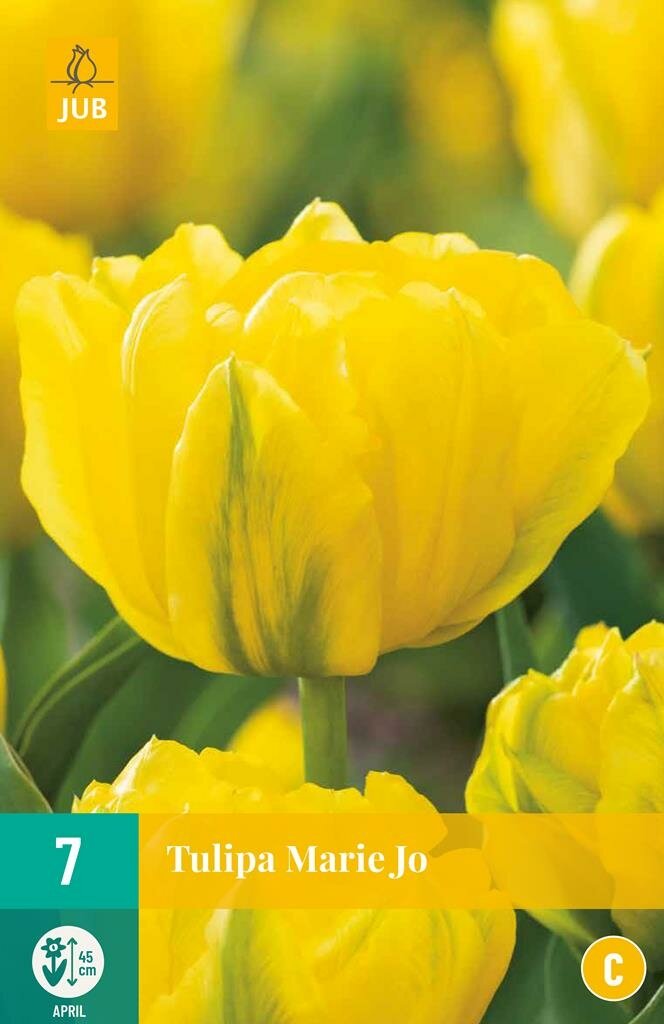 Tulp Marie Jo 7 bollen