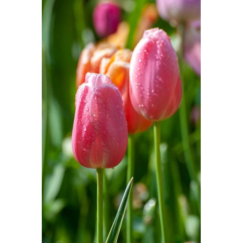 Tulp Menton 10 bollen - afbeelding 2