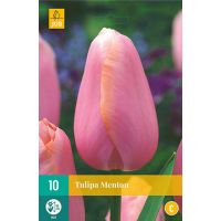 Tulp Menton 10 bollen - afbeelding 1