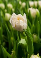 Tulp Northcap 7 bollen - afbeelding 2