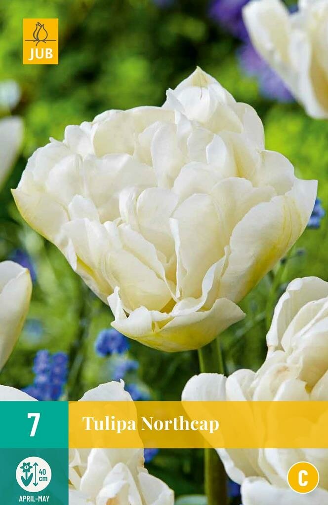 Tulp Northcap 7 bollen