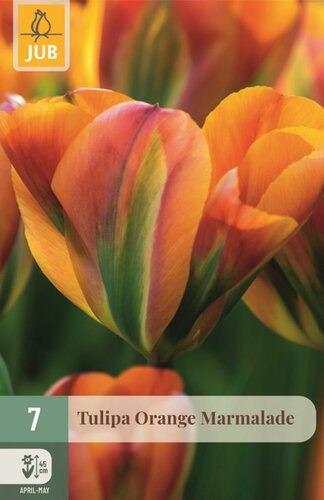Tulp orange marmelade 7 bollen