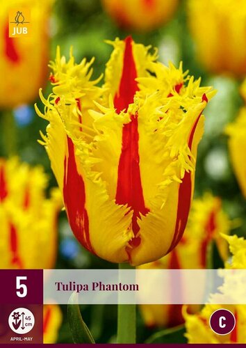 Tulp Phantom 5 bollen