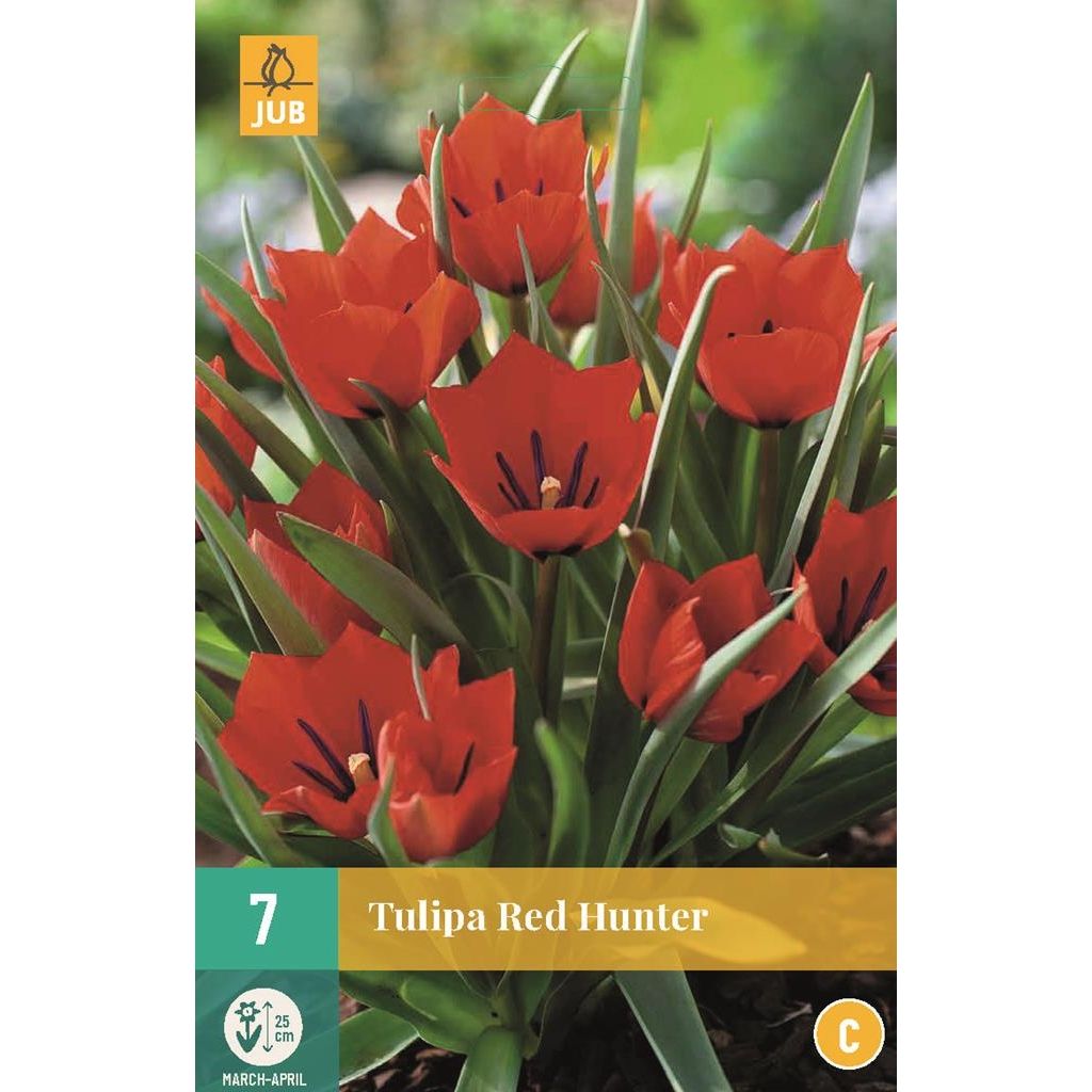 Tulp red Hunter 10 bollen