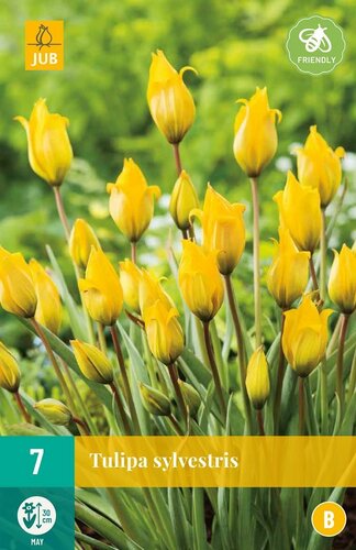 Tulp Sylvestris 7 bollen - afbeelding 1