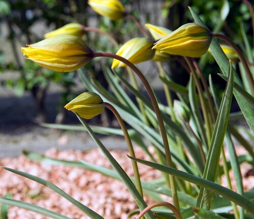 Tulp Sylvestris 7 bollen - afbeelding 2