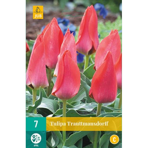 Tulp Trauttmansdorff 7 bollen