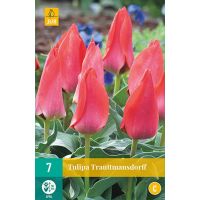 Tulp Trauttmansdorff 7 bollen