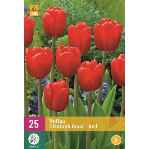 Tulp triumph rood 25 bollen
