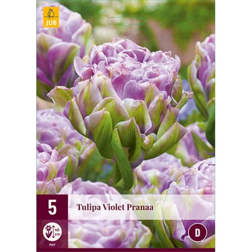 Tulp violet Pranaa 5 bollen