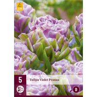 Tulp violet Pranaa 5 bollen