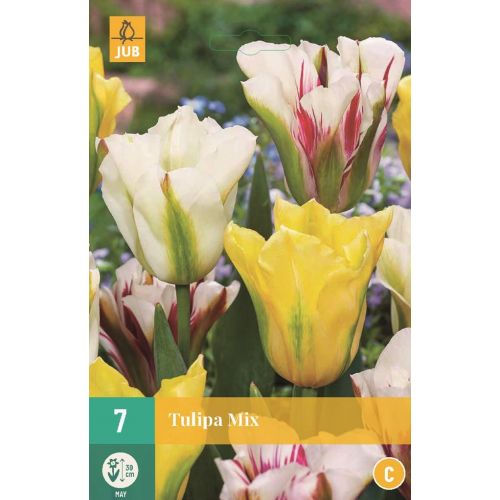 Tulp viridiflora mix 7 bollen