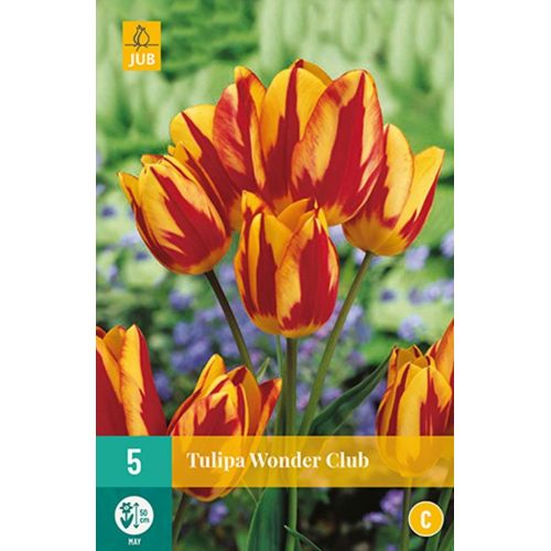 Tulp wonder club 5 bollen