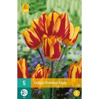 Tulp wonder club 5 bollen