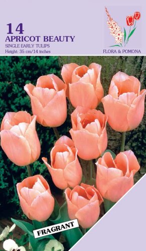 Tulpen Apricot Beauty 14 bollen - afbeelding 1