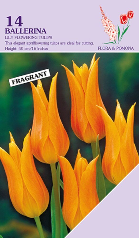 Tulp ballerina 14 bollen
