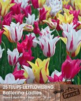 Prins tulp ballerina ladies 25 bollen