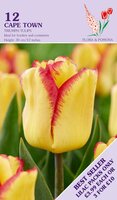 Tulpen Cape town 12 bollen - afbeelding 2
