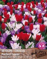 Prins Tulpen en krokussen prefect love 30 bollen