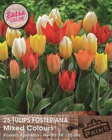 Prins tulpen fosteriana mix 25 bollen