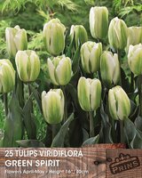 Prins tulp green spirit 25 bollen