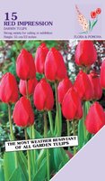 Tulp Red Impression 15 bollen