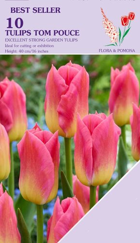 Tulp Tom Pouce 10 bollen