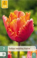Tulp amazing parrot 7 bollen - afbeelding 2