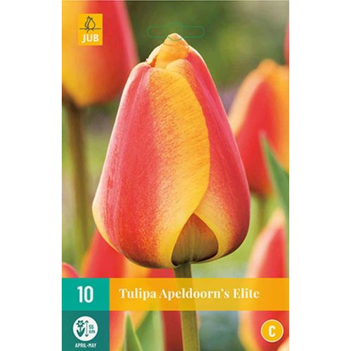 Tulp Apeldoorn's elite 10 bollen
