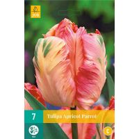 Tulp Apricot parrot 7 bollen - afbeelding 1