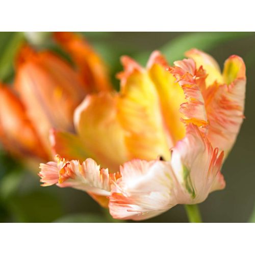 Tulp Apricot parrot 7 bollen - afbeelding 2