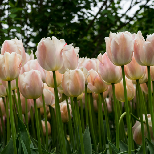 Tulp apricot pride 7 bollen - afbeelding 2