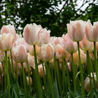 Tulp apricot pride 7 bollen - afbeelding 2