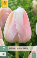 Tulp apricot pride 7 bollen