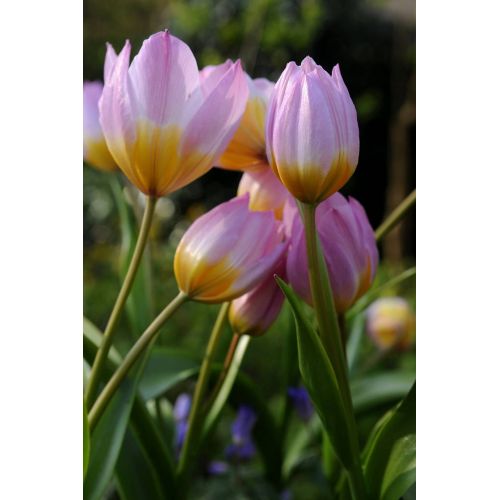 Tulp bakeri lilac wonder 10 bollen - afbeelding 3