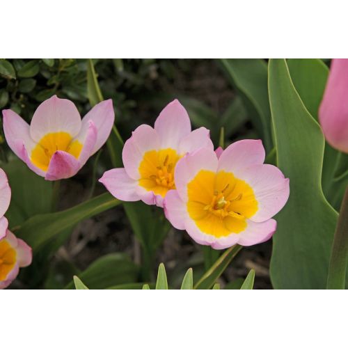 Tulp bakeri lilac wonder 10 bollen - afbeelding 2