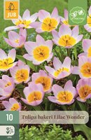 Tulp bakeri lilac wonder 10 bollen - afbeelding 1