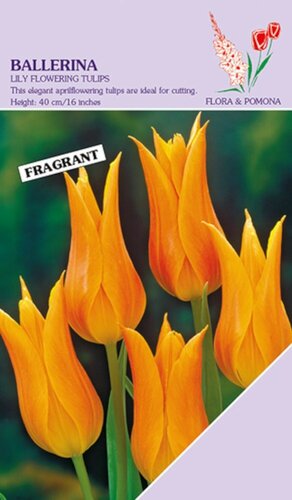 Tulp ballerina 8 bollen - afbeelding 1