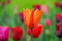 Tulp ballerina 7 bollen - afbeelding 2