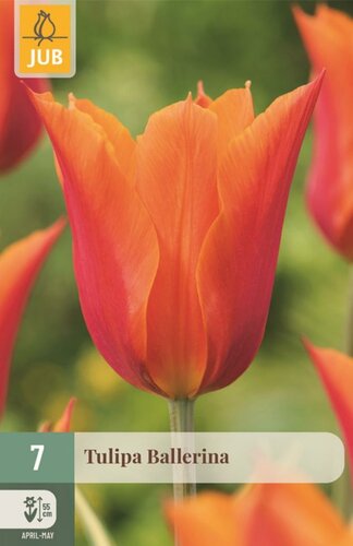 Tulp ballerina 7 bollen - afbeelding 1