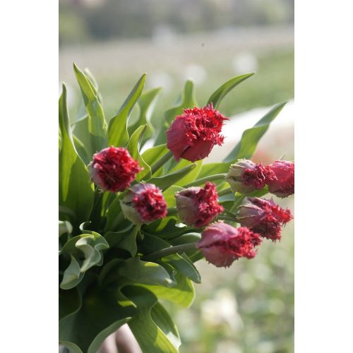 Tulp Barbados 5 bollen - afbeelding 3