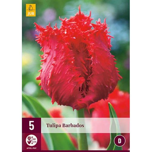 Tulp Barbados 5 bollen - afbeelding 1