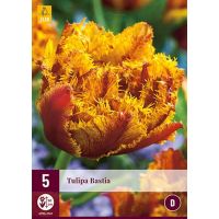 Tulp Bastia 5 bollen